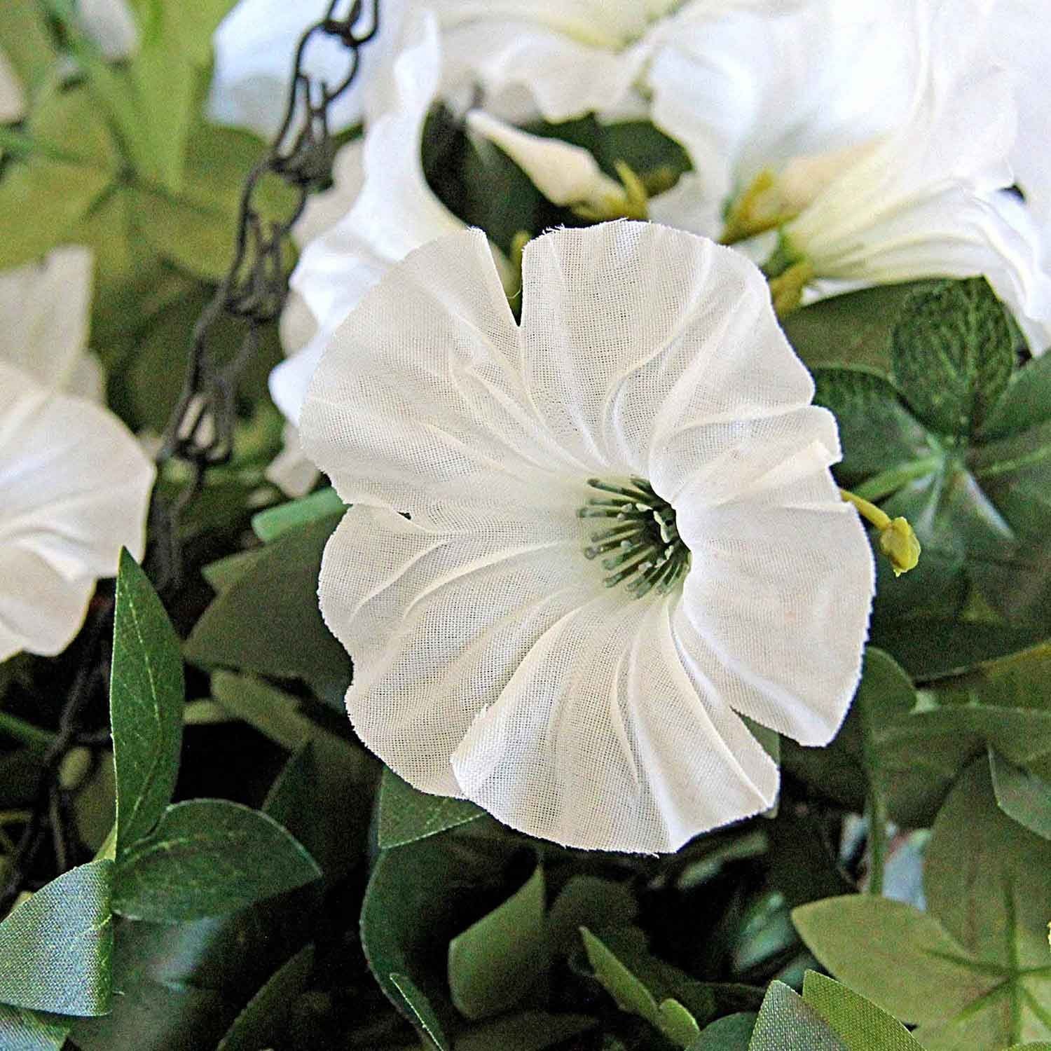 morning glory hanging plant