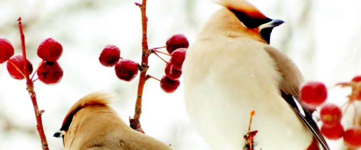 Birds in the winter garden